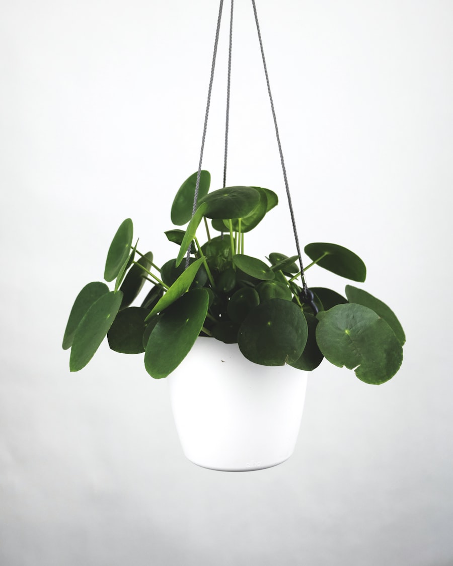 A pilea with round leaves in a white hanging pot