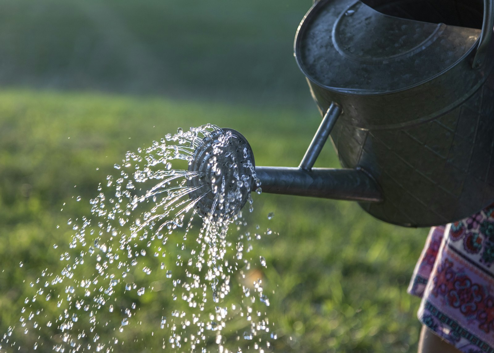 Watering can watering a green garden