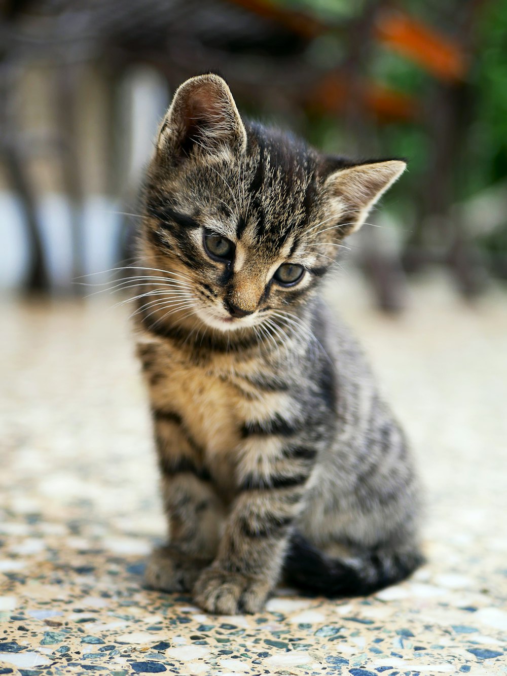 A tabby kitten sitting on a stone floor